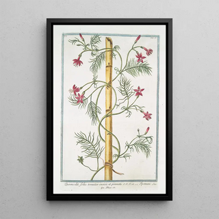 Giorgio Bonelli - Quamoclit foliis tenuiter incisis et pinnatis Ipomacypress vine cardinal climber star glory.webp