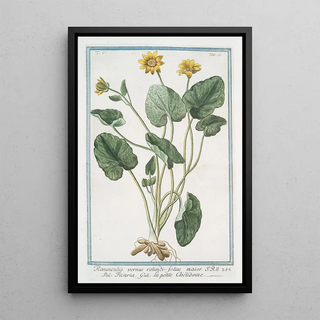 Giorgio Bonelli - Ranunculus vernus rotundifolius maior Ficaria La petite Chlidoine Yellow buttercups.webp