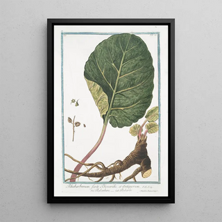 Giorgio Bonelli - Rhabarbarum forte Dioscoridis et Antiquorum Rabarbero Rubarbe Rhubarb.webp