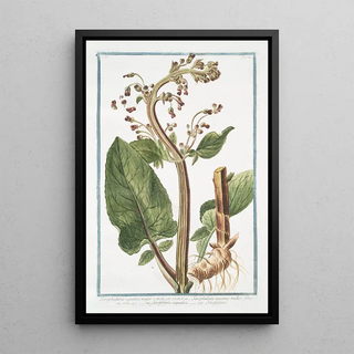 Giorgio Bonelli - Scrophularia aquatica major Scrophularia maxima radice fibrosa Scrofolaria acquatica Scrofulaire.webp