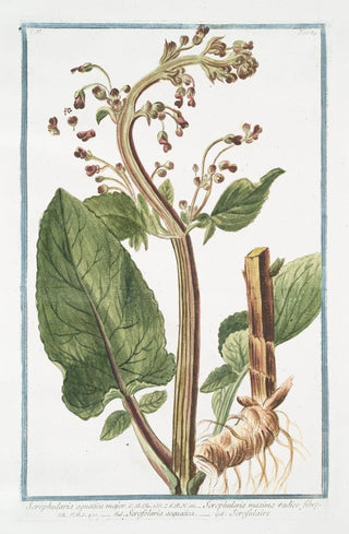 Giorgio Bonelli - Scrophularia aquatica major Scrophularia maxima radice fibrosa Scrofolaria acquatica Scrofulaire.webp