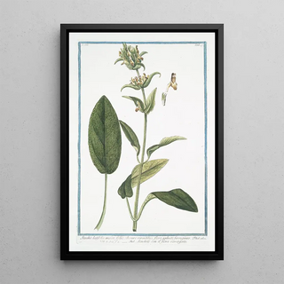 Giorgio Bonelli - Stachis latifolia maiorm foliis obscure virentibus flore galeato ferrugineo Stachide con il fiore variegato Wideleaf hedgenettle.webp