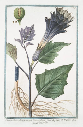 Giorgio Bonelli - Stramonium Malabaricum fructu glabro flore duplici et triplici Lendormie Thornapple.webp