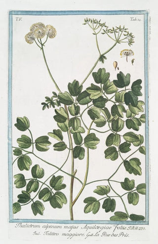 Giorgio Bonelli - Thalictrum alpinum majus Aquilcegiae foliis Talittro maggiore La rue des Prs Alpine Meadowrue.webp
