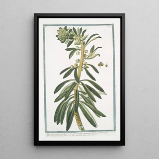 Giorgio Bonelli - Tithymalus frutescens americanus Leucoii foliis crassioribus floribus atrorubentibus Tithymalus americanus arborescens foliis amygdali obtusis.webp