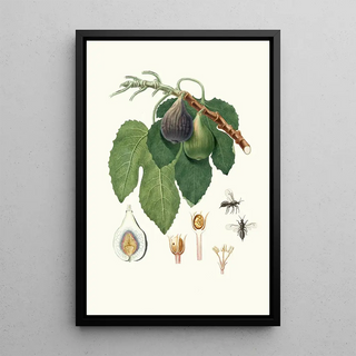 Giorgio Gallesio - Caprifico.webp