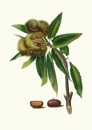 Giorgio Gallesio - Castagna marrona Castanea sativa Spanish chestnut.webp