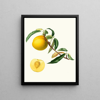 Giorgio Gallesio - Cotogna Durana massima o Giallona di Verona Persica Julodermis cotonea Giallona of Verona Peaches.webp