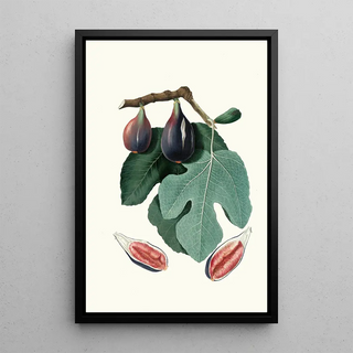 Giorgio Gallesio - Fico S Piero Fico Sanpiero Figus Carica Fig.webp