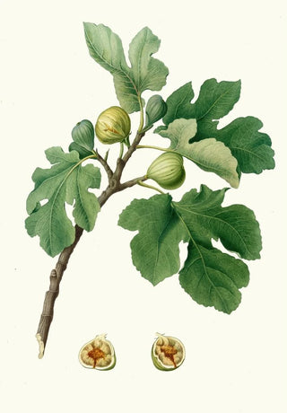 Giorgio Gallesio - Fico verdeccio Ficus carica Fig.webp