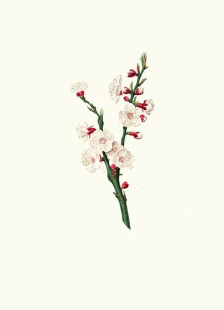 Giorgio Gallesio - Fiori di Albicocco Apricot flower.webp