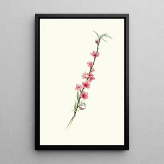 Giorgio Gallesio - Fiori di Pesco magnipetali a corolla porporina.webp