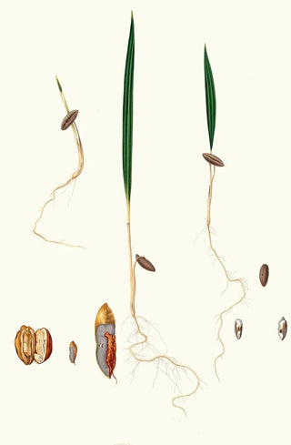 Giorgio Gallesio - Germinazione del Dattero Date palm.webp