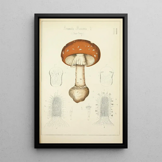 Guillaume Sicard - Histoire naturelle des champignons Pl02.webp