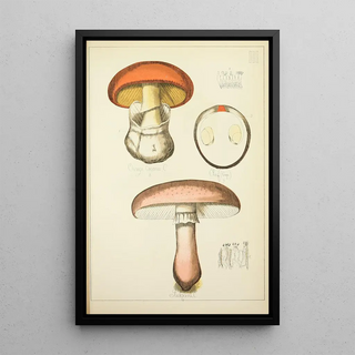 Guillaume Sicard - Histoire naturelle des champignons Pl03.webp