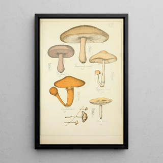Guillaume Sicard - Histoire naturelle des champignons Pl12.webp