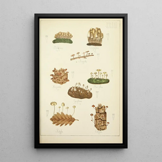 Guillaume Sicard - Histoire naturelle des champignons Pl23.webp