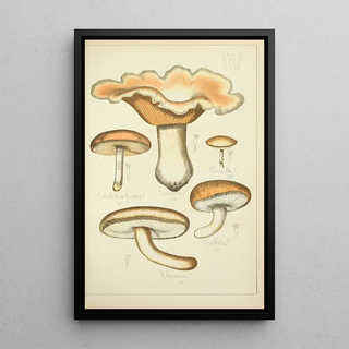 Guillaume Sicard - Histoire naturelle des champignons Pl26.webp