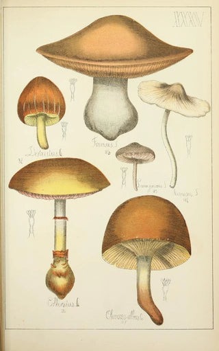 Guillaume Sicard - Histoire naturelle des champignons Pl35.webp