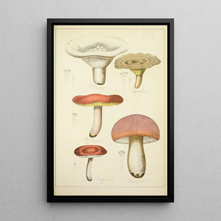 Guillaume Sicard - Histoire naturelle des champignons Pl45.webp
