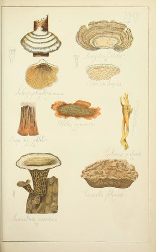 Guillaume Sicard - Histoire naturelle des champignons Pl57.webp