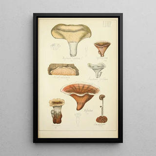 Guillaume Sicard - Histoire naturelle des champignons Pl58.webp