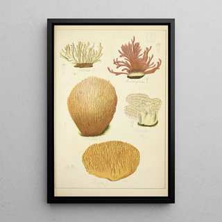 Guillaume Sicard - Histoire naturelle des champignons Pl61.webp