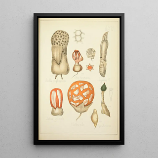 Guillaume Sicard - Histoire naturelle des champignons Pl65.webp