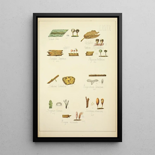 Guillaume Sicard - Histoire naturelle des champignons Pl69.webp