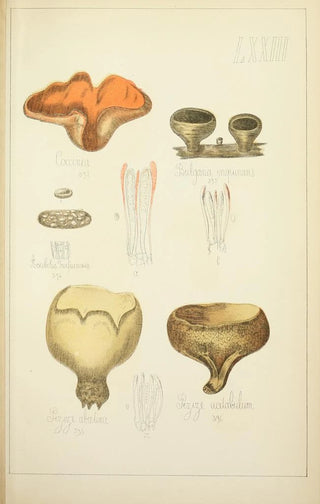 Guillaume Sicard - Histoire naturelle des champignons Pl73.webp