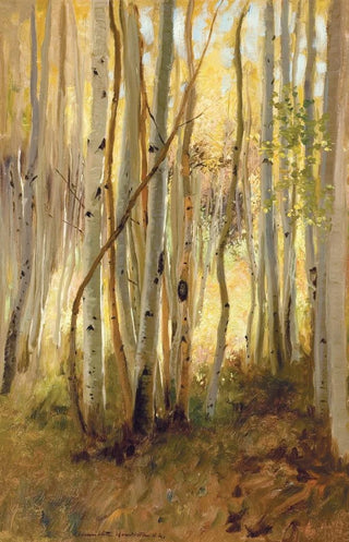 Hamilton Hamilton - Sunlit Birch Forest.webp