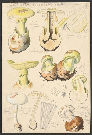 Hans Walty - Amanita citrina Schff.webp