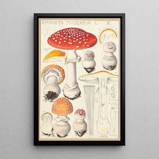 Hans Walty - Amanita muscaria L.webp