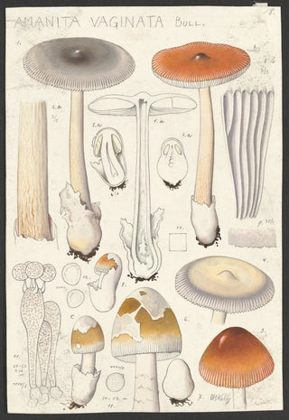 Hans Walty - Amanita vaginata Bull.webp