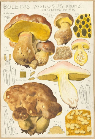 Hans Walty - Boletus aquosus.webp