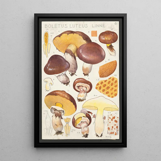 Hans Walty - Boletus luteus Linn.webp