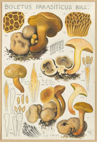 Hans Walty - Boletus parasiticus.webp