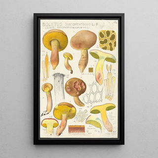 Hans Walty - Boletus subtomentosus L Subsp eriophorus Rostkowius.webp