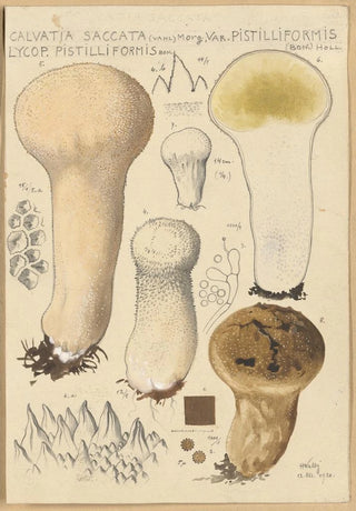 Hans Walty - Calvatia saccata var Pistilliformis.webp