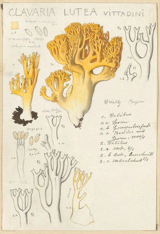 Hans Walty - Clavaria lutea.webp