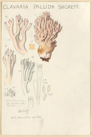 Hans Walty - Clavaria pallida Shcaeff.webp