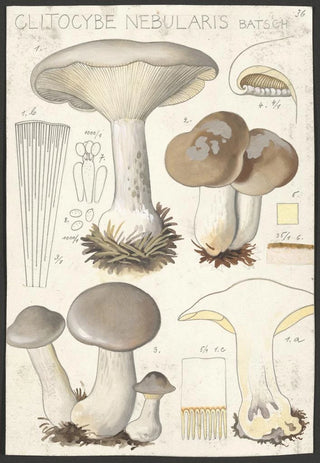Hans Walty - Clitocybe nebularis Batsch 2.webp