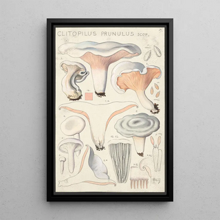 Hans Walty - Clitopilus prunulus Scop.webp