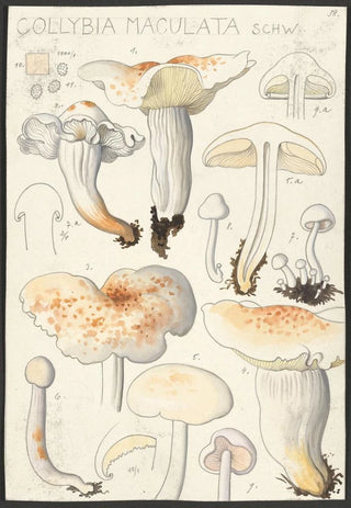 Hans Walty - Collybia maculata Schw.webp