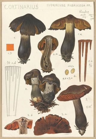 Hans Walty - Cortinarius.webp