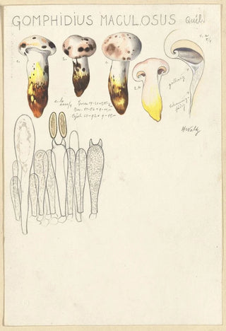 Hans Walty - Gomphidius maculosus.webp