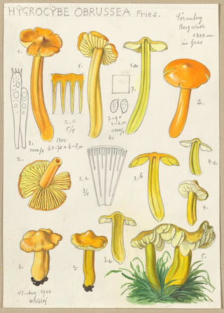 Hans Walty - Hygrocybe obrussea Fries.webp