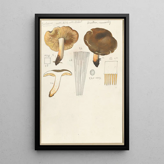 Hans Walty - Lactarius.webp