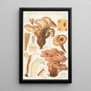 Hans Walty - Lentinus cochleatus Pers Fr.webp