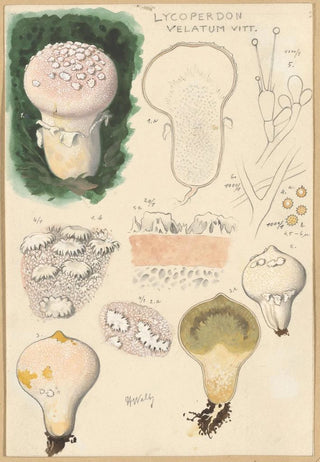 Hans Walty - Lycoperdon velatum.webp